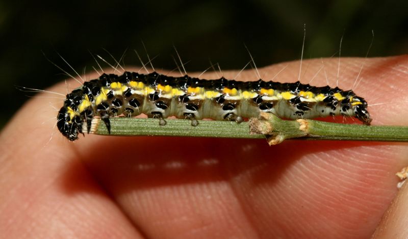 Bega della ginestra - Uresiphita gilvata